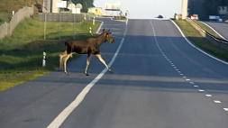 Госавтоинспекция Беларуси предупреждает: животные выходят на магистрали