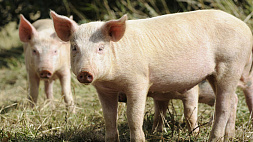 В Латвии зафиксирован первый случай африканской чумы свиней