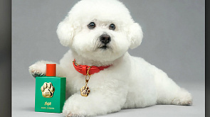 Парфюм для собак выпустил бренд "Дольче Габбана"
