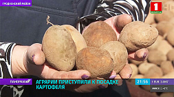 На Гродненщине при посадке картофеля - ставка на клубни белорусской селекции 