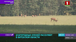 Благородных оленей расселяют в Витебской области 