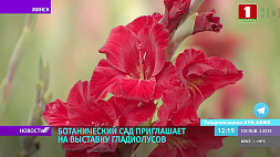 Полюбоваться цветением гладиолусов можно в Ботаническом саду Минска только до 13 августа 