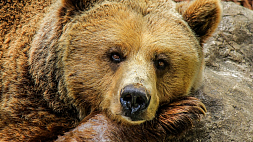 В США медведь подготовился к спячке и устроил берлогу под домом женщины