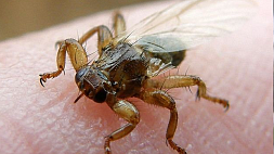 Кровососущий паразит: белорусских грибников предупредили об опасном насекомом