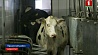В Оршанском районе после реконструкции открылась молочно-товарная ферма "Стайки"