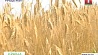 Около трех миллионов тонн зерна собрано в Беларуси