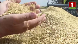 Что станет причиной значительного роста цен на рис - прогнозы аналитиков