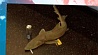 В нью-йоркском метро обнаружена мертвая акула