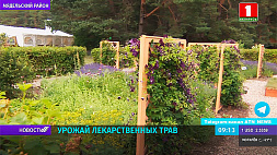 Целебные растения выращивают в "Аптекарском саду" Национального парка "Нарочанский"