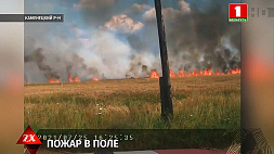 В Каменецком районе огонь уничтожил 3 га посевов яровой пшеницы