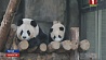 Панды из Шанхайского зоопарка получили имена