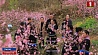 Сотни тысяч сакур зацвели в национальном парке провинции Гуйчжоу
