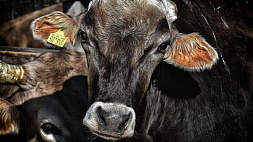 Почти 500 коров украли в Гомельской области
