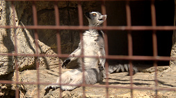 Маленький лемур пополнил большую семью Минского зоопарка