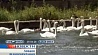 В Лондоне проходит ежегодный подсчет королевских лебедей