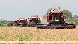 В Беларуси намолочено 3 млн тонн зерна