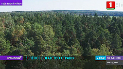 В Беларуси лесистость достигла исторического максимума 