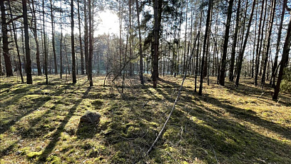 Неучтенное место захоронения жертв войны установили в Ивацевичском районе
