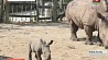 В зоопарке Лоури в США представили нового детеныша южного белого носорога