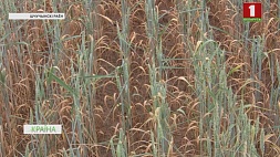 В Гродненской области высохли сотни гектаров зерновых