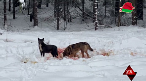 Стая бродячих собак разорвала косулю недалеко от Минска