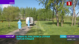 В Минске участились случаи укусов клещей