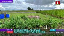 Плантацию марихуаны в пограничной зоне в Гродненском районе обнаружили правоохранители