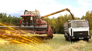 Уборочная-2024: белорусские аграрии преодолели экватор и собрали более 6 млн тонн зерна