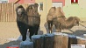 В эти морозные дни в столичном зоопарке пристально следят за здоровьем животных 