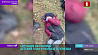 Польские пограничники использовали против ребенка перцовый баллончик