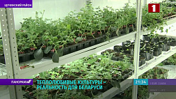 Смелые эксперименты белорусских ученых-аграриев в Гродно