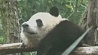 Наблюдать за китайскими пандами теперь можно круглосуточно