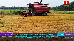 Более 70 тонн наркосодержащих растений уничтожено в Беларуси за два летних месяца 
