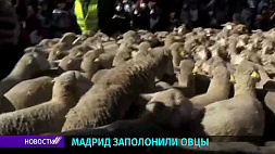 Тысячи овец и сотни коз прошли проспектами Мадрида в ознаменование 28-й годовщины закона об отгонном скотоводстве