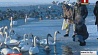 В Минске остались зимовать более тысячи водоплавающих птиц
