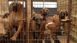 Фермеры Южной Кореи грозятся выпустить 2 миллиона собак на улицы столицы
