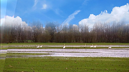 Лебеди плавают на пшеничном поле: как погодные условия в Бресте повлияют на урожай?