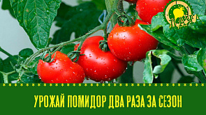 Как собрать урожай помидор два раза за сезон | Выращивание декоративных подсолнухов