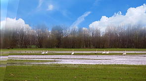 Лебеди плавают на пшеничном поле: как погодные условия в Бресте повлияют на урожай?