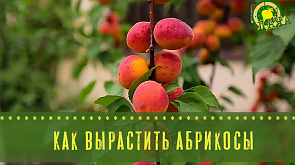 Как вырастить абрикосы - в программе "Дача"