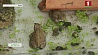 Экологи Бреста спасают редких амфибий - камышовых жаб