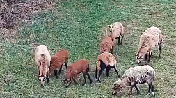 Овцы-"рецидивисты" устроили переполох среди польских пограничников 
