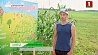 Единственный в Беларуси кукурузный лабиринт начал второй сезон