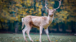 Сезон охоты на лося и оленя открывается в Беларуси