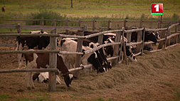 "Забрать корову можно было по звонку" - как скрывали падеж скота и продавали тухлое мясо в Климовичском районе