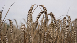 ООН: в будущем году в мире соберут на 1,7 % меньше зерна 