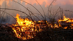 Крупный лесной пожар произошел ночью в Белыничском лесхозе - его тушили более 130 человек