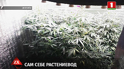 33-летний житель Могилева  выращивал коноплю прямо у себя дома