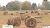 В Гомельской области в этом году высокая урожайность льнотресты