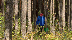 Напоминаем основные правила безопасности при посещении лесов